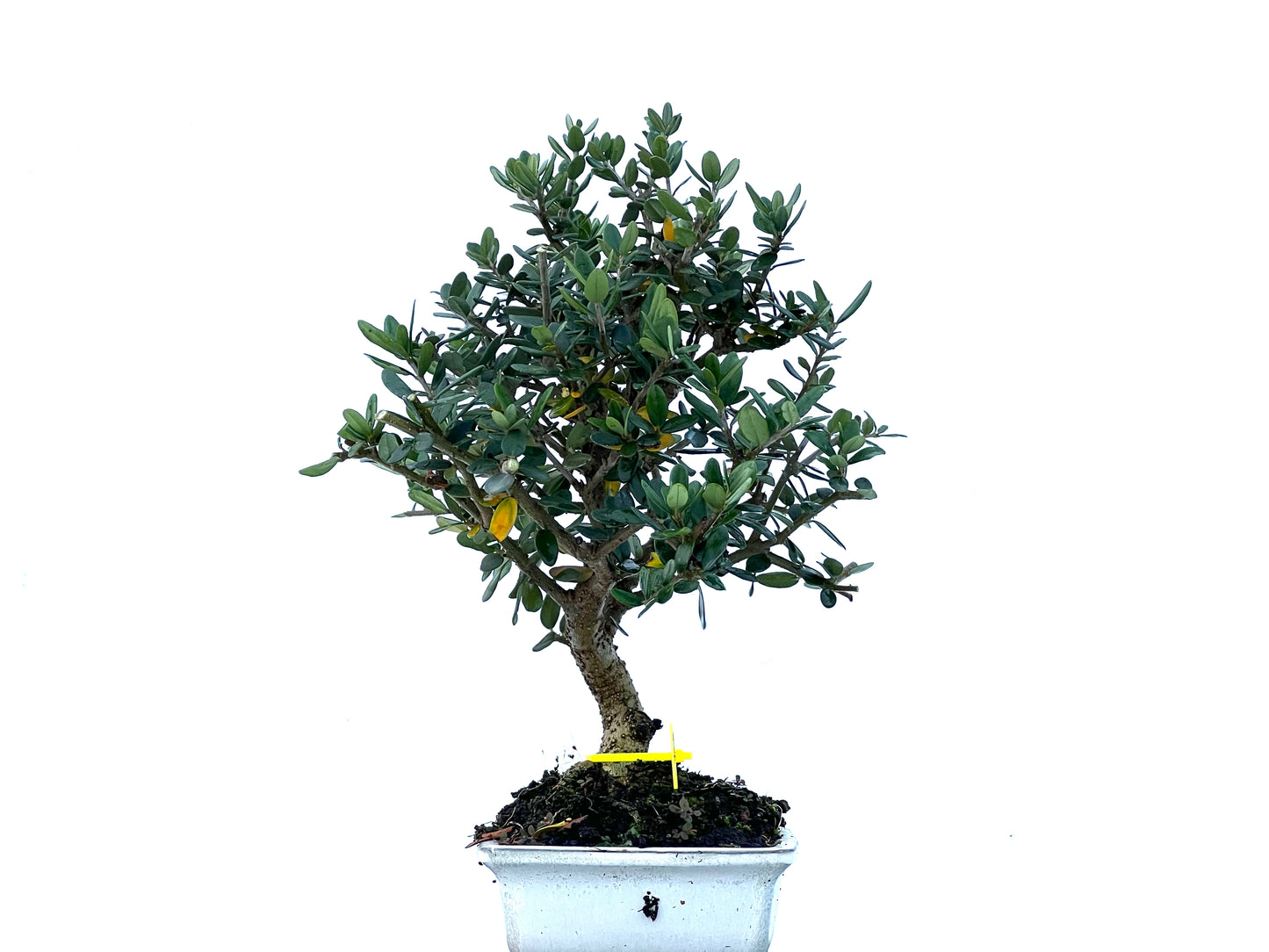 Olea Europaea Sylvestris 2183