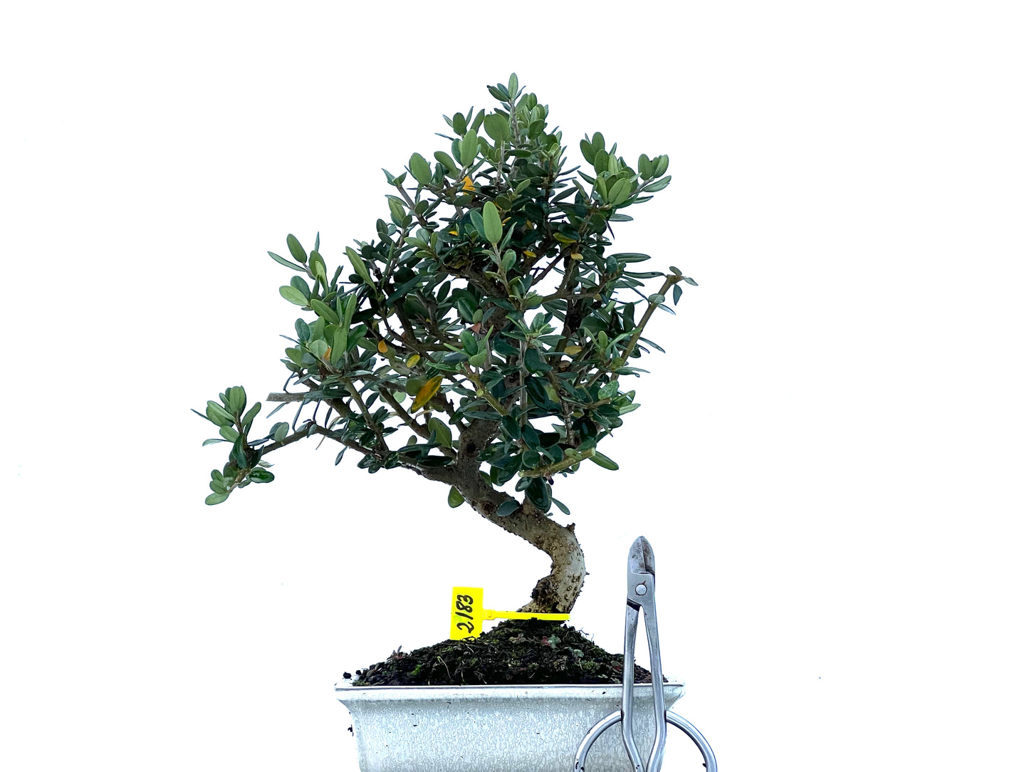 Olea Europaea Sylvestris 2183