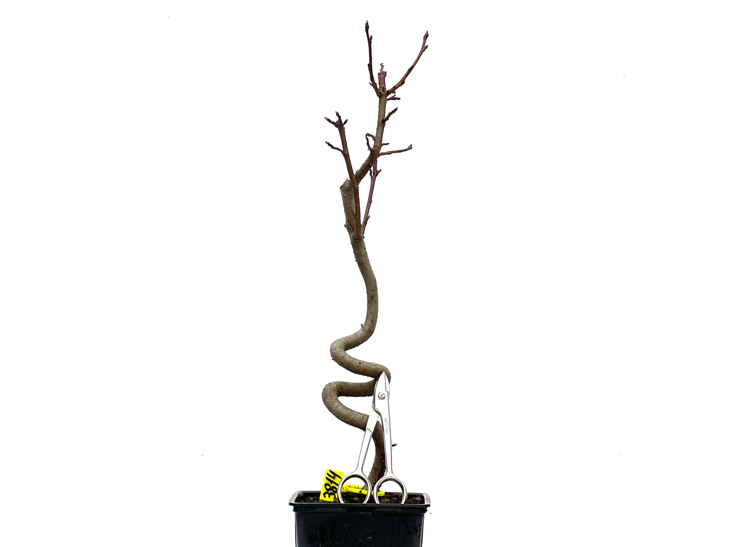 Liquidambar 3814