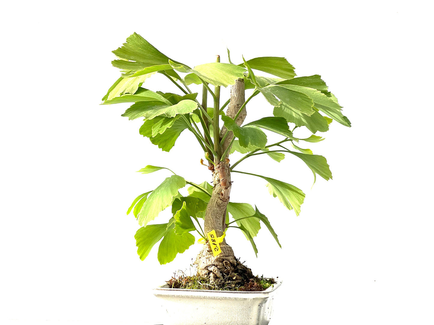 Ginkgo Biloba 2185
