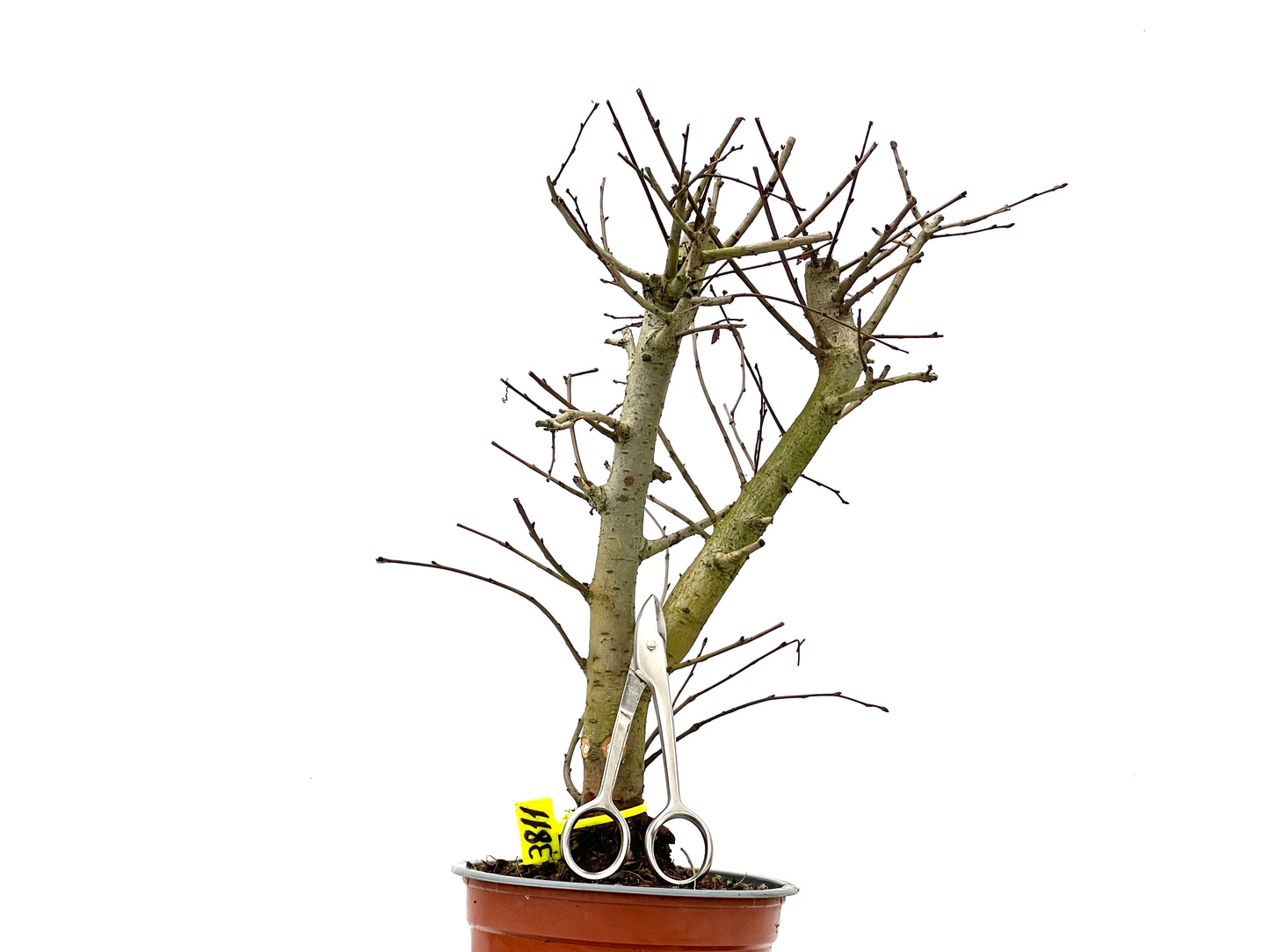 Ulmus Minor 3811