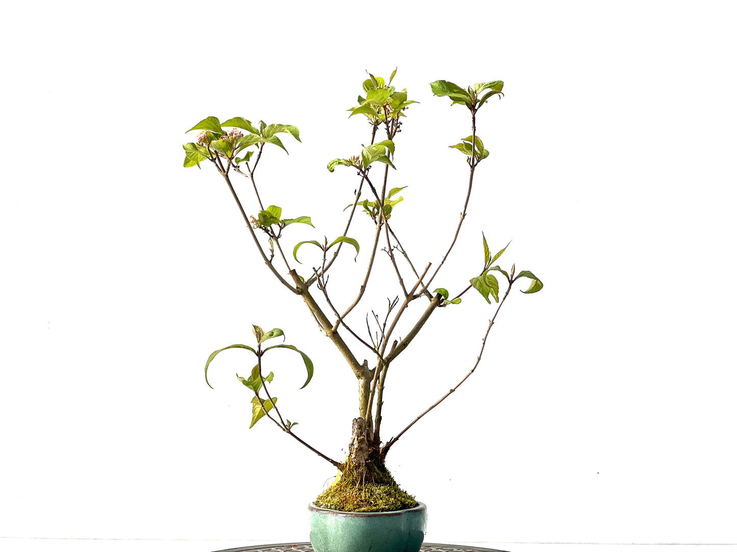 Callicarpa Japonica 2191
