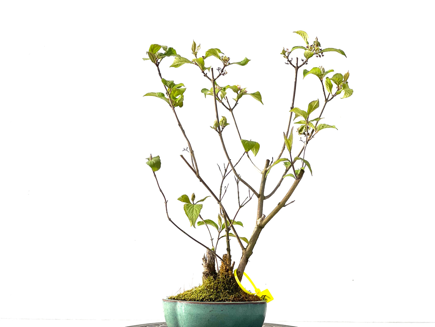 Callicarpa Japonica 2191