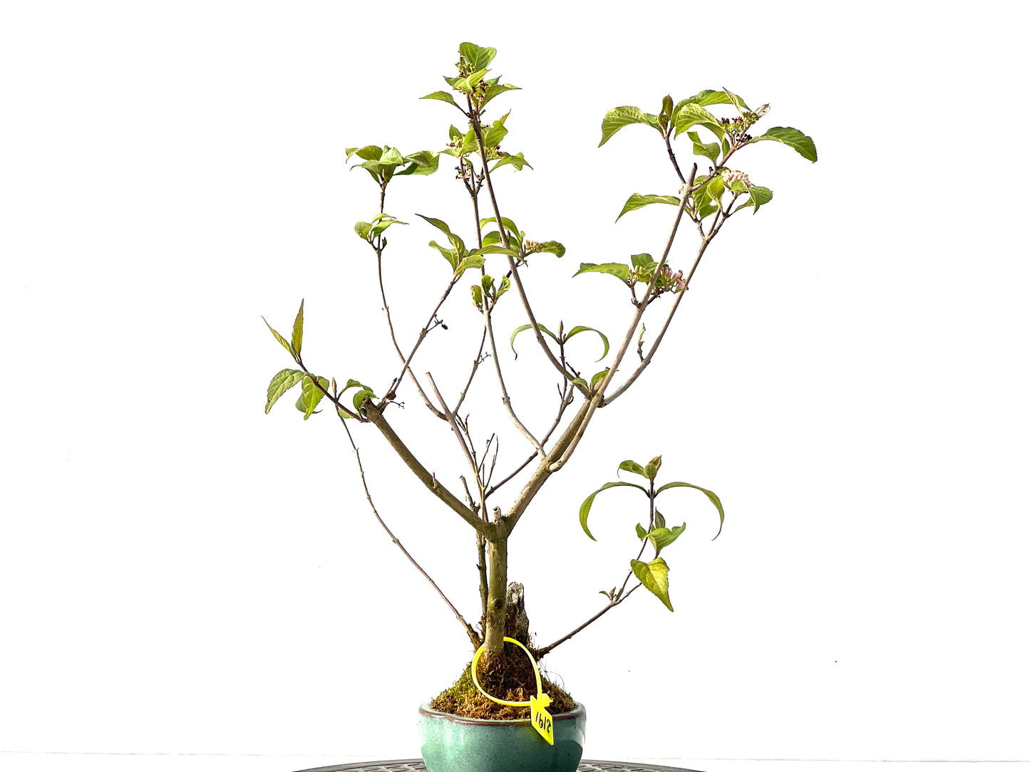 Callicarpa Japonica 2191