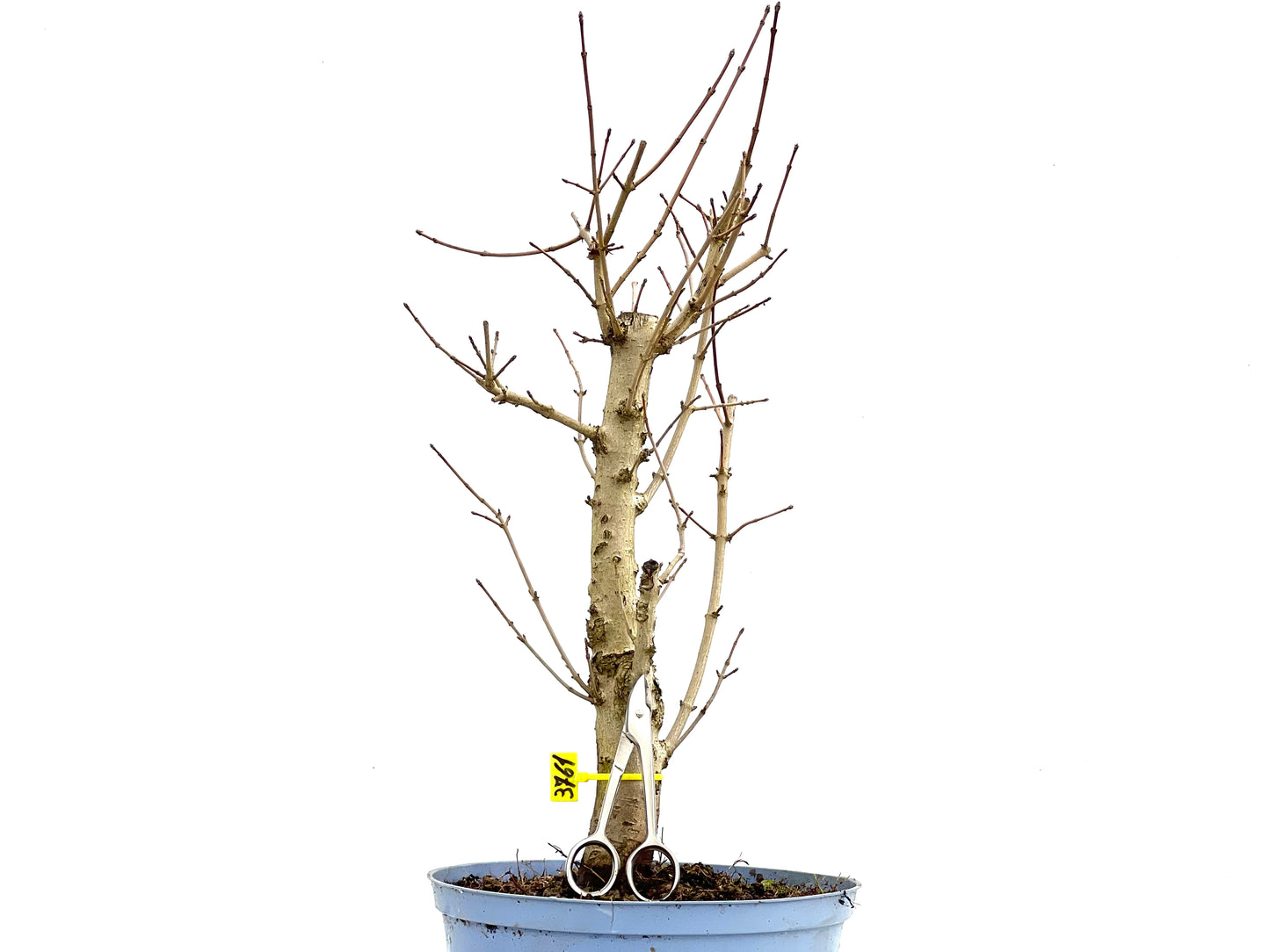 Acer Campestris 3761