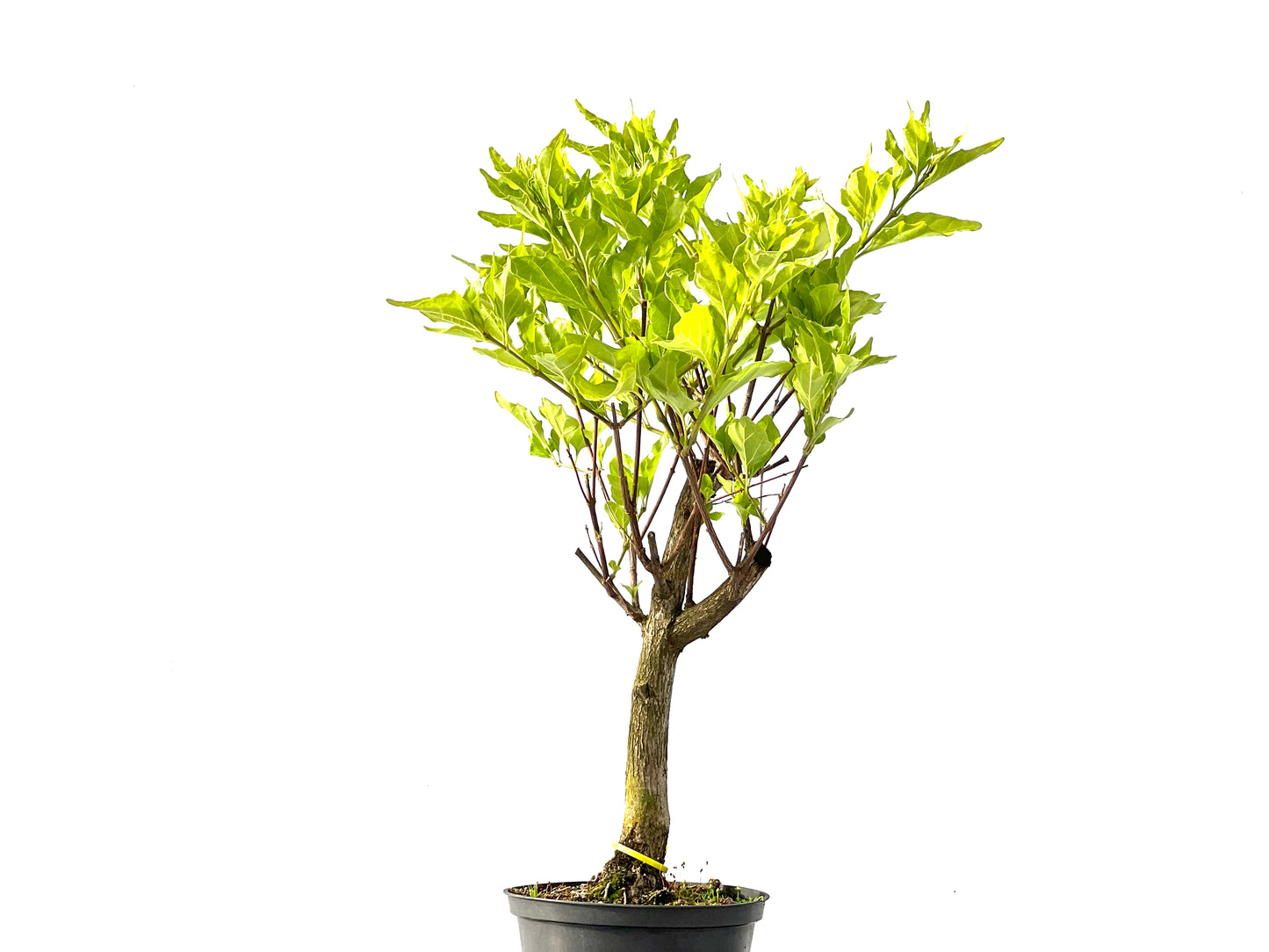 Premna Japonica 2193