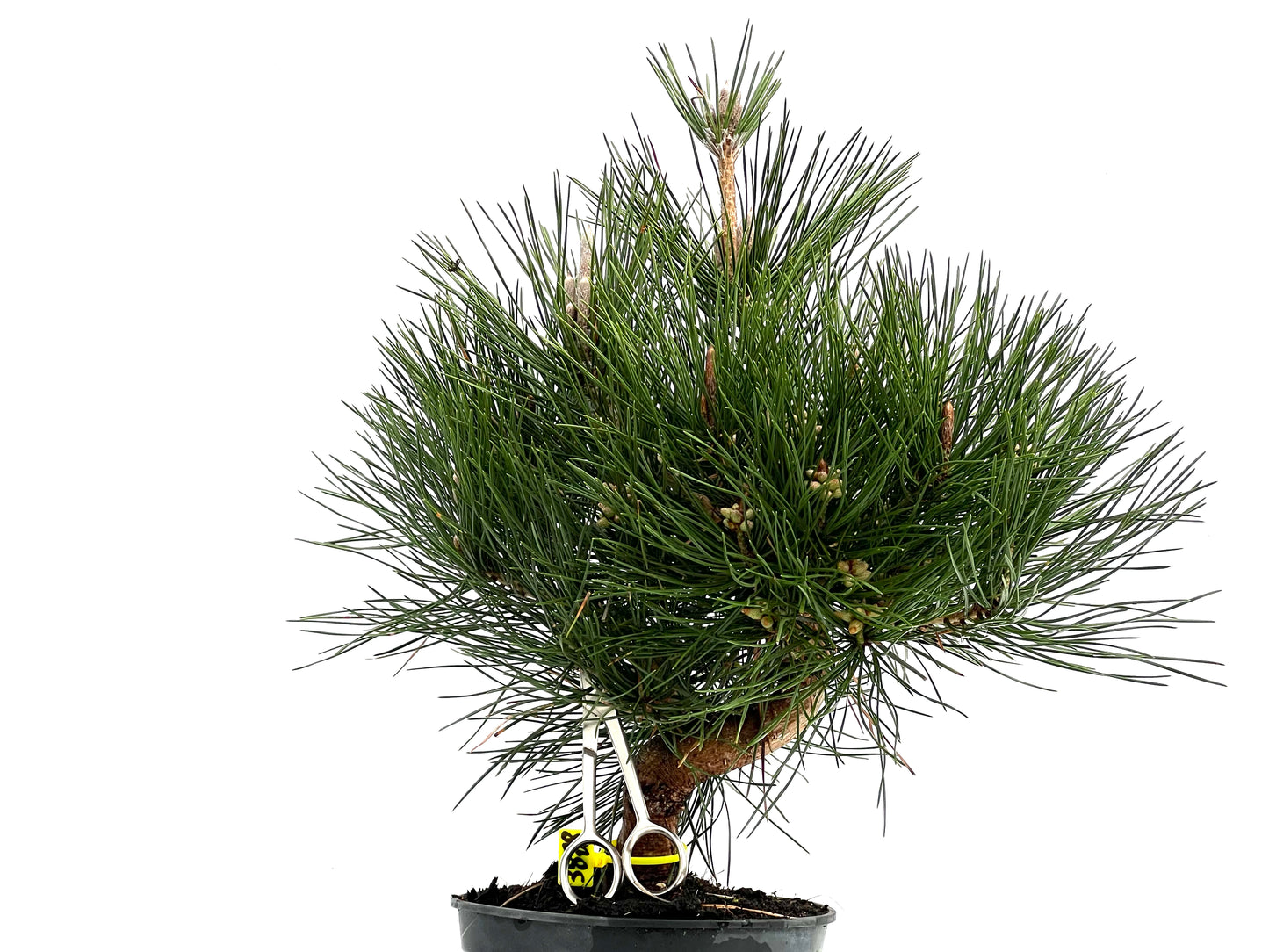Pinus Thunbergii 3828
