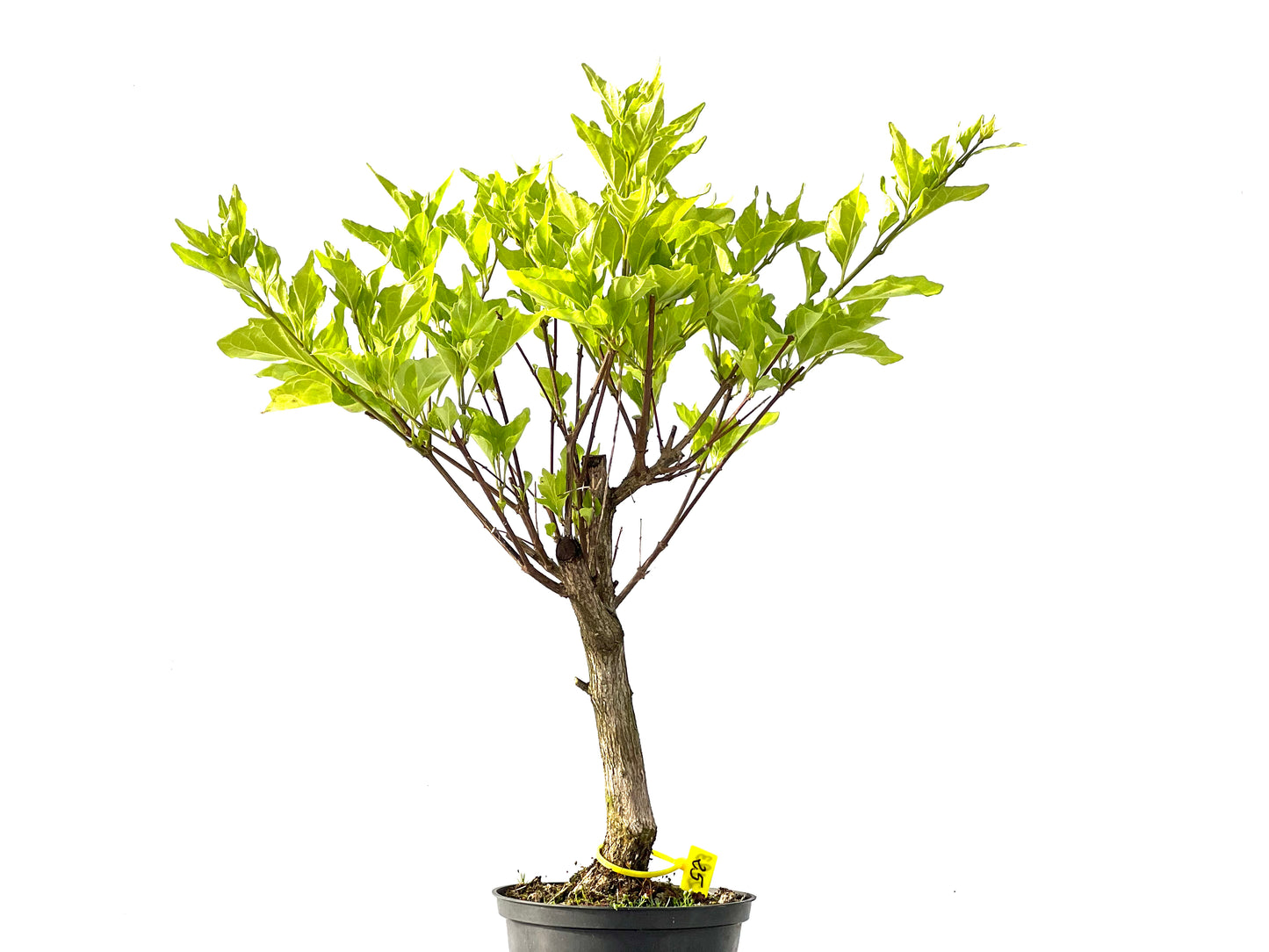 Premna Japonica 2193