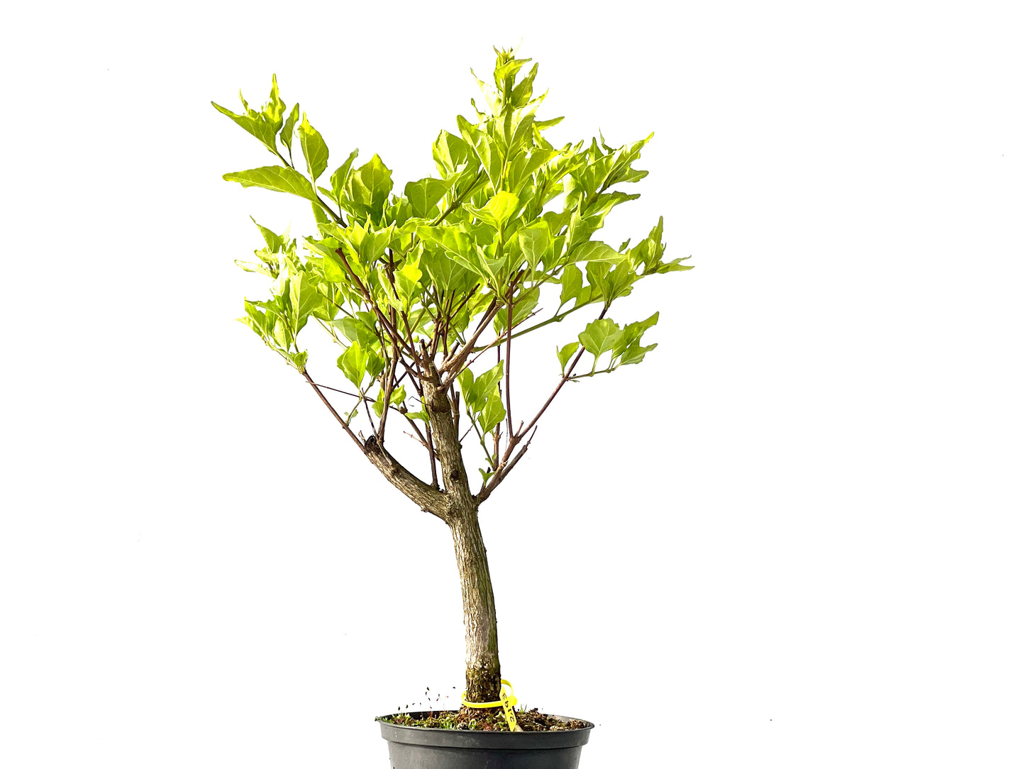 Premna Japonica 2193