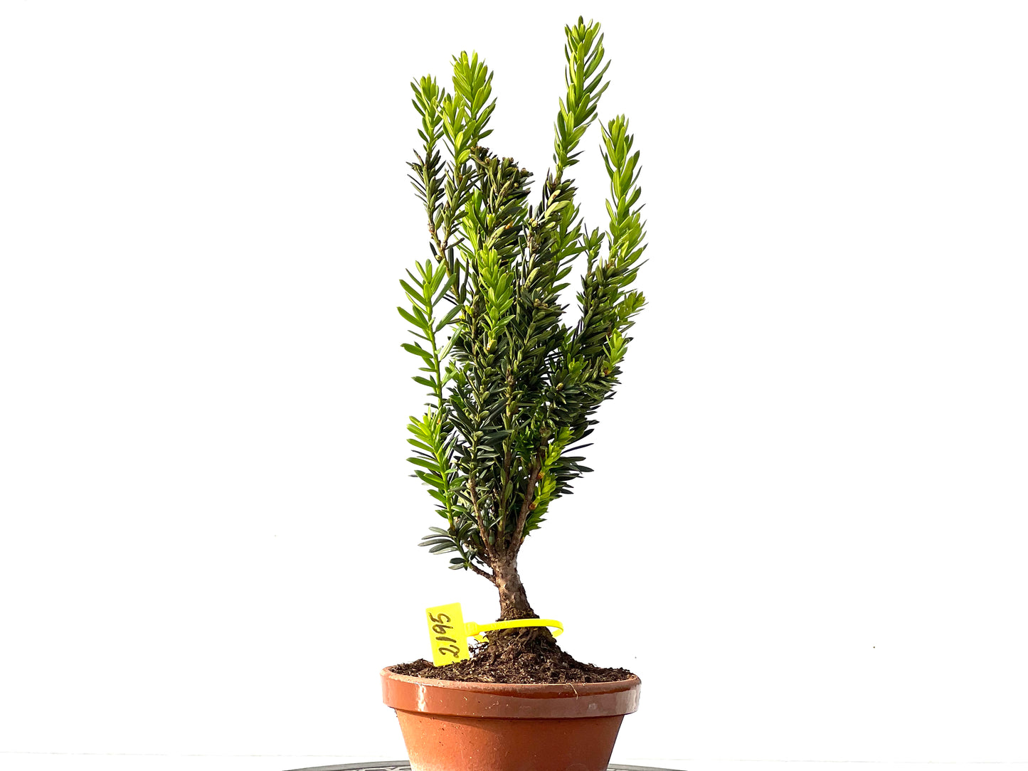 Taxus Baccata 2195