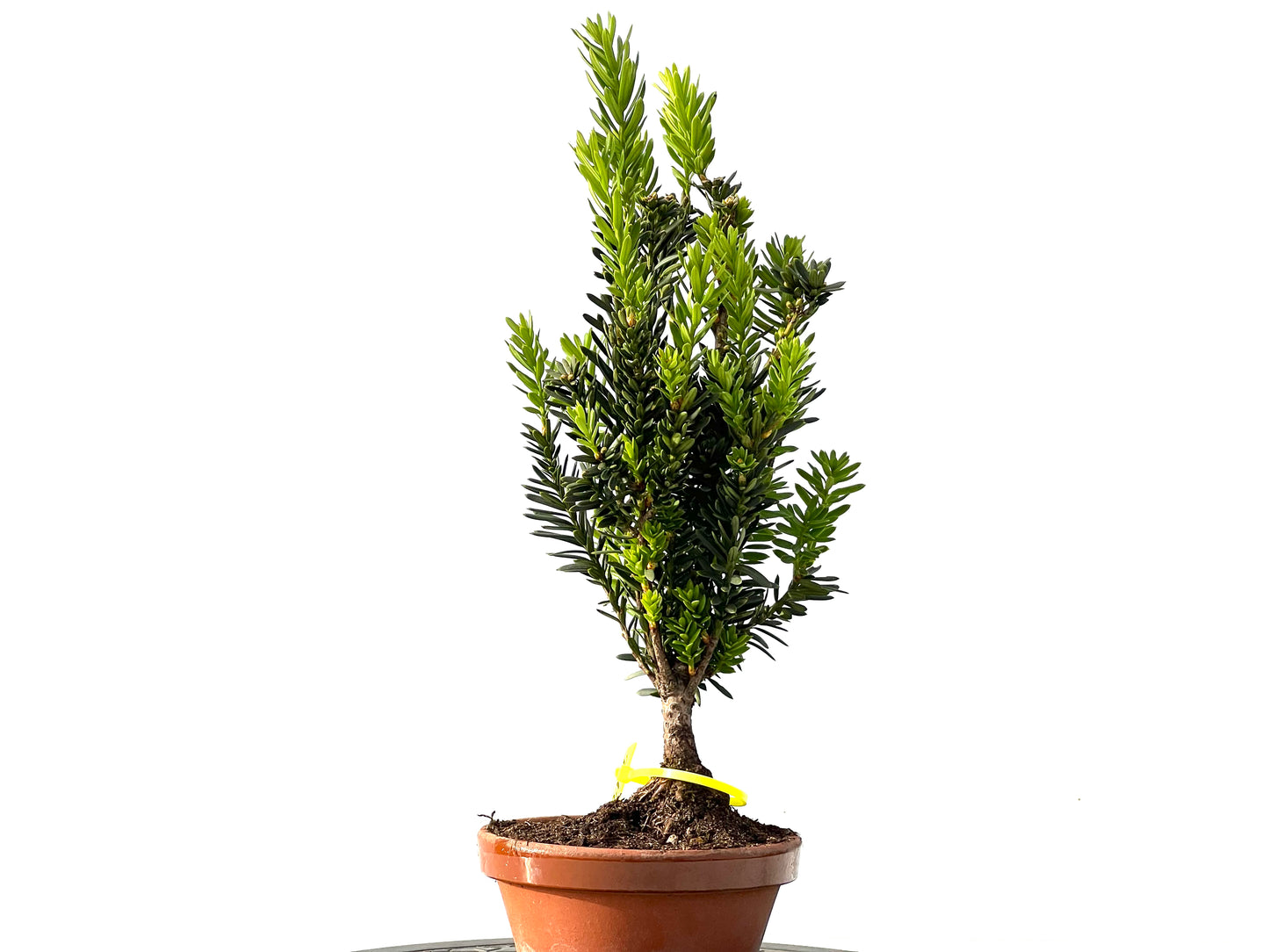 Taxus Baccata 2195