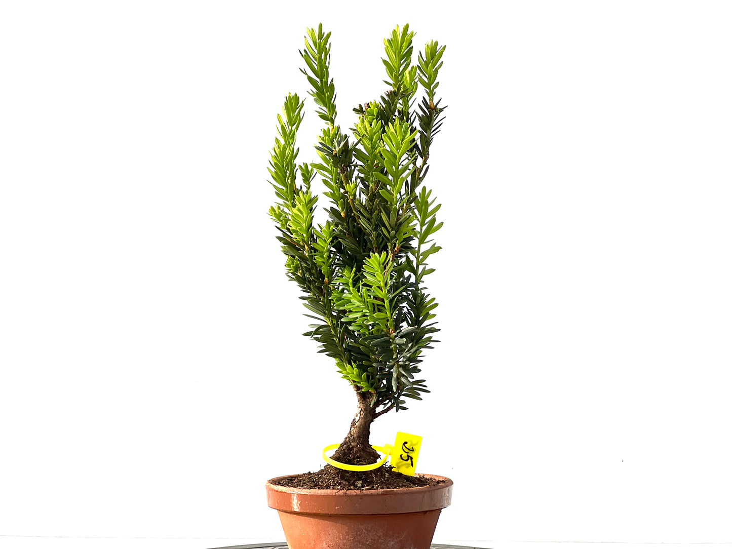 Taxus Baccata 2195