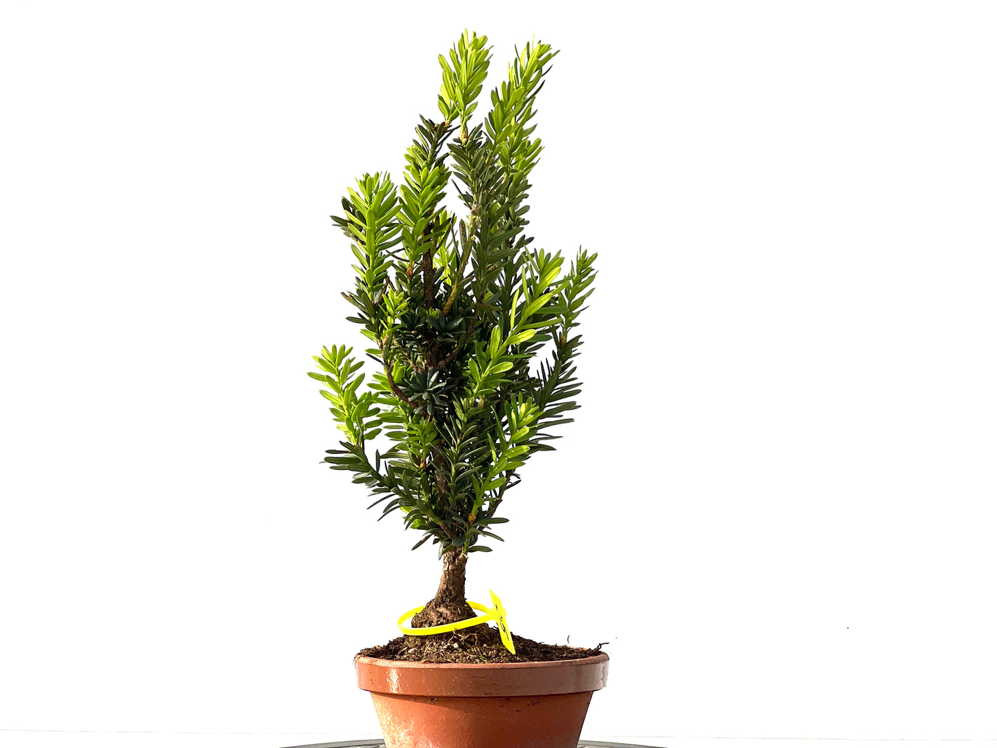 Taxus Baccata 2195