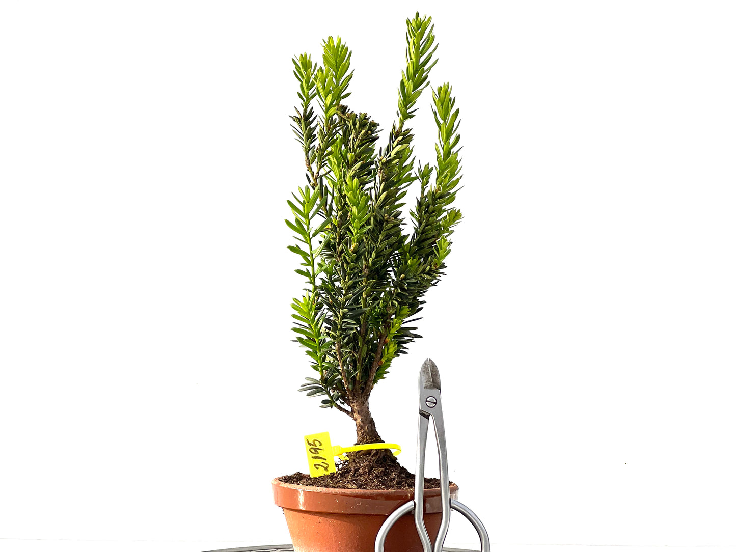 Taxus Baccata 2195