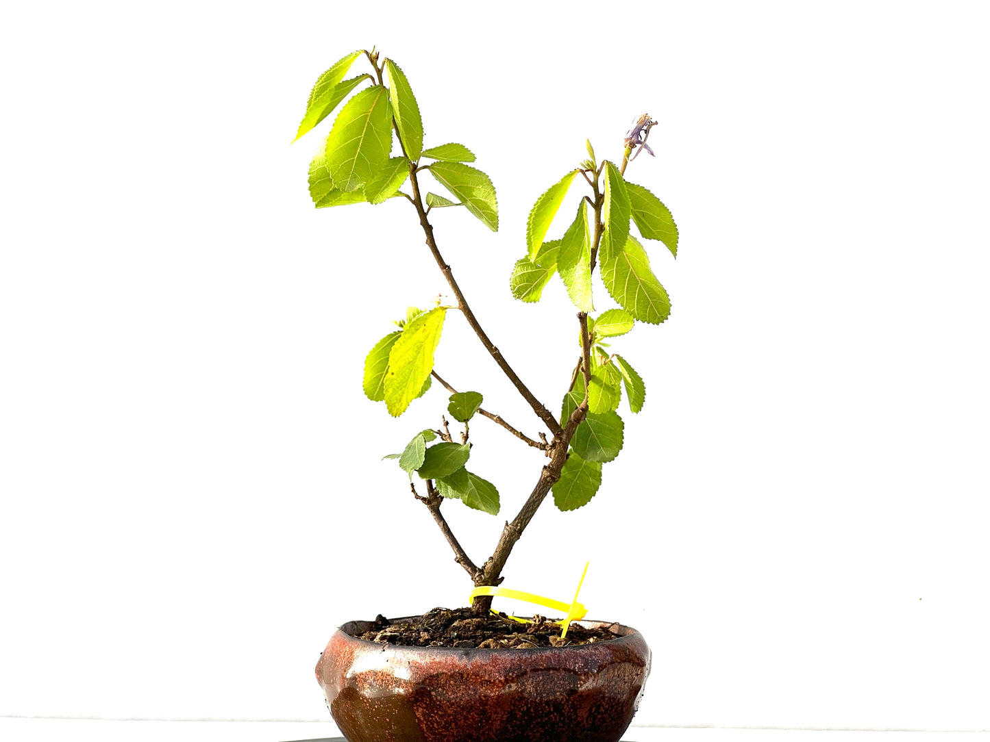 Grewia 2196