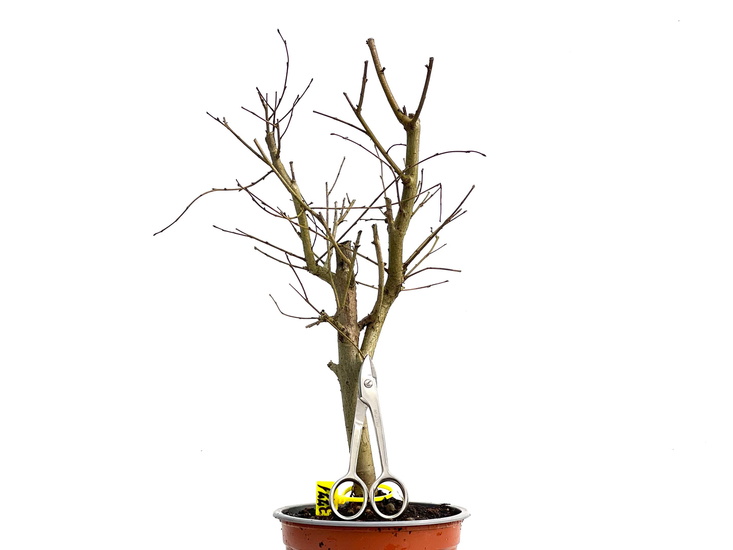 Ulmus Minor 3771
