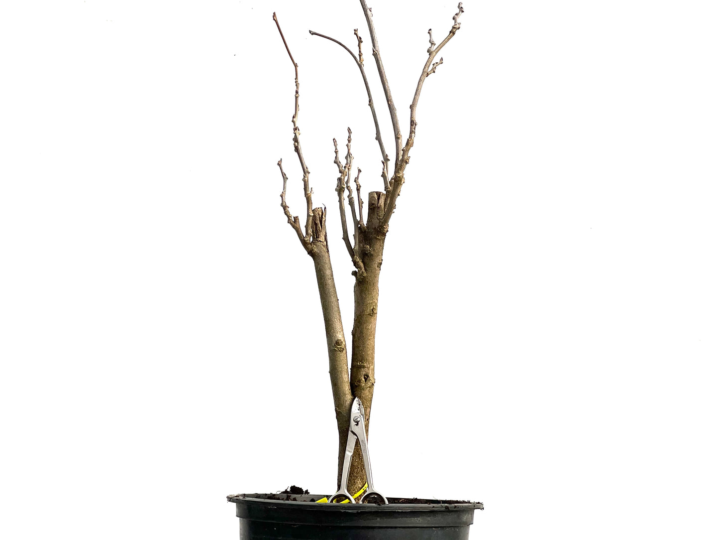 Wisteria Floribunda 3760