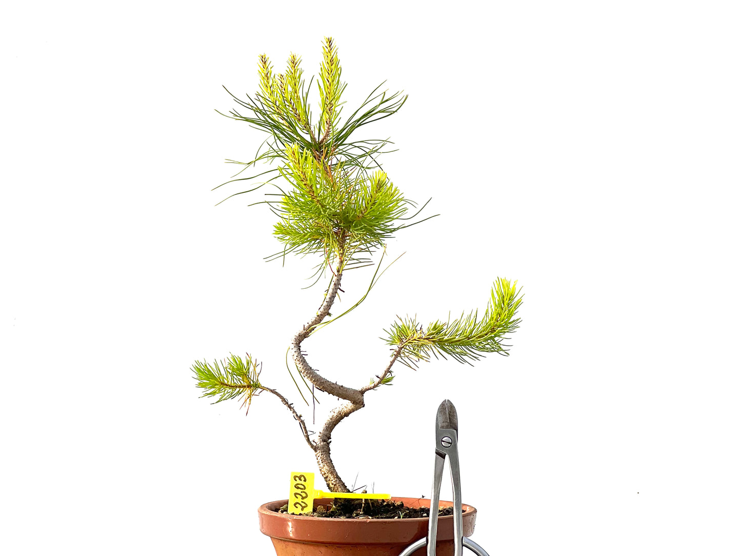 Pinus Pinea 2203
