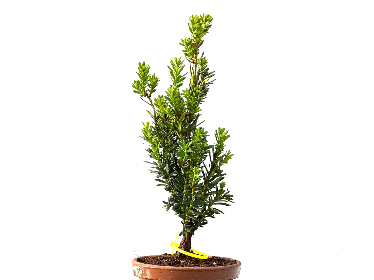 Taxus Baccata 2205