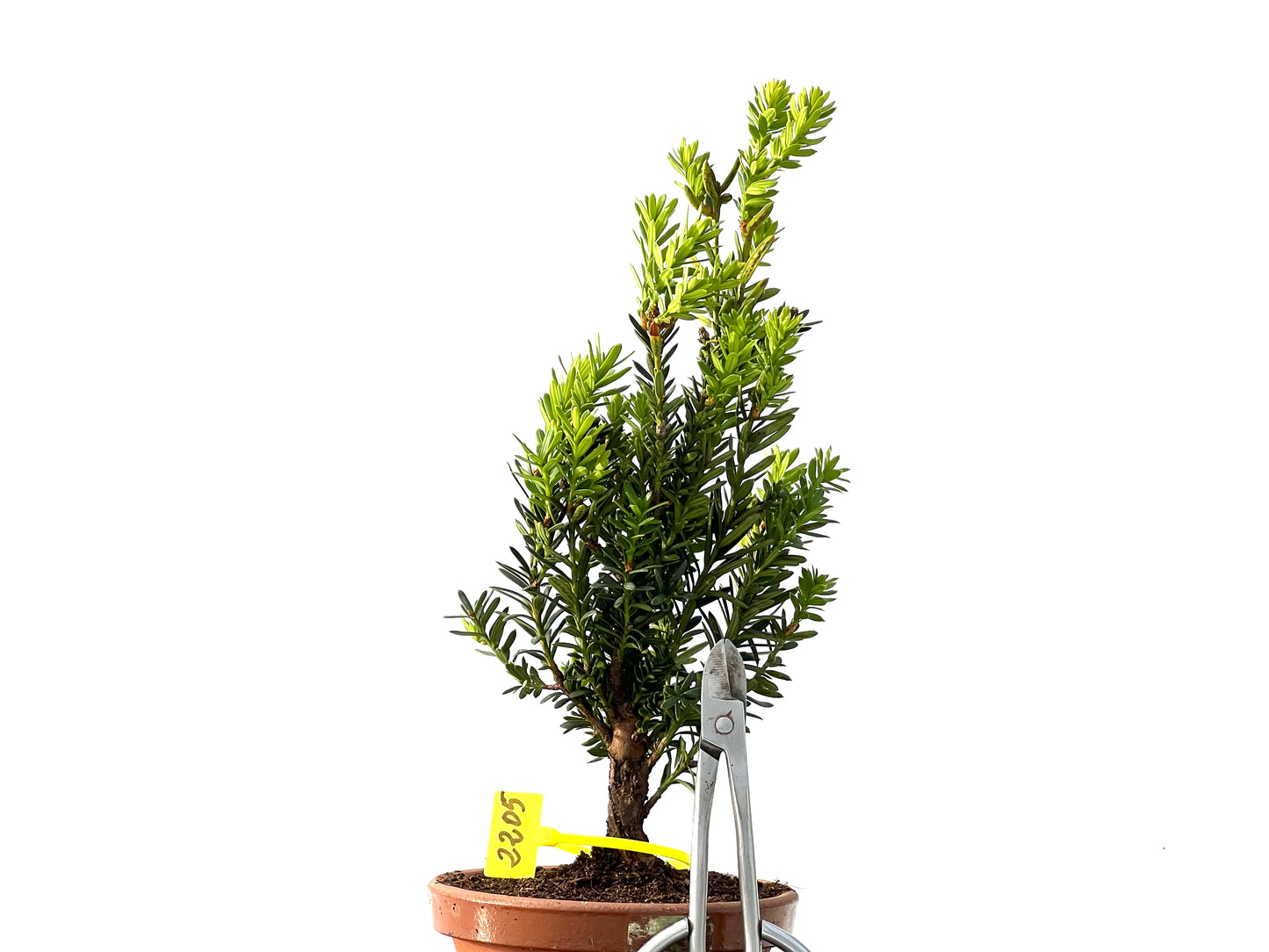 Taxus Baccata 2205