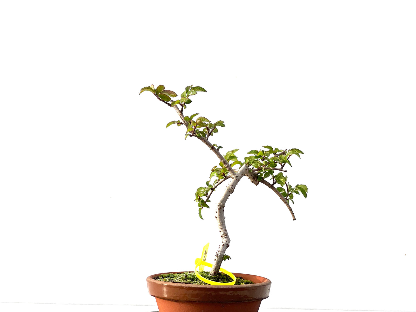 Ulmus Parvifolia 2206