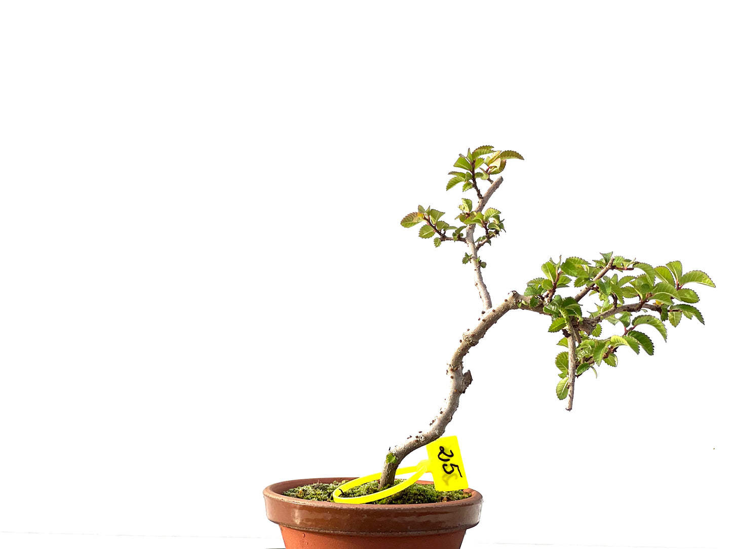 Ulmus Parvifolia 2206