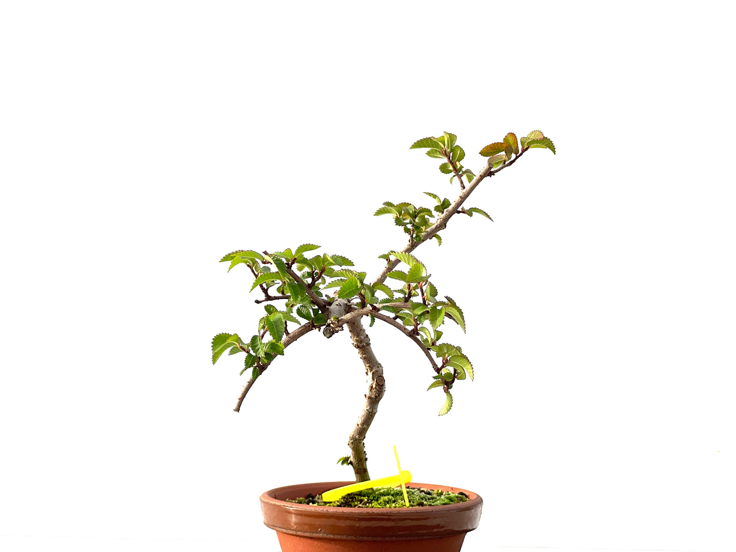 Ulmus Parvifolia 2206