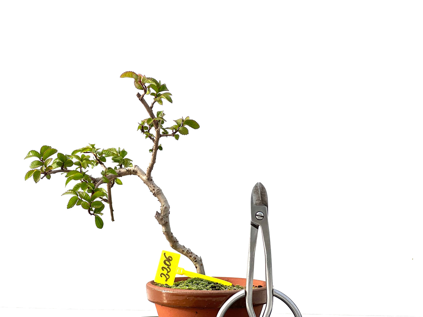 Ulmus Parvifolia 2206