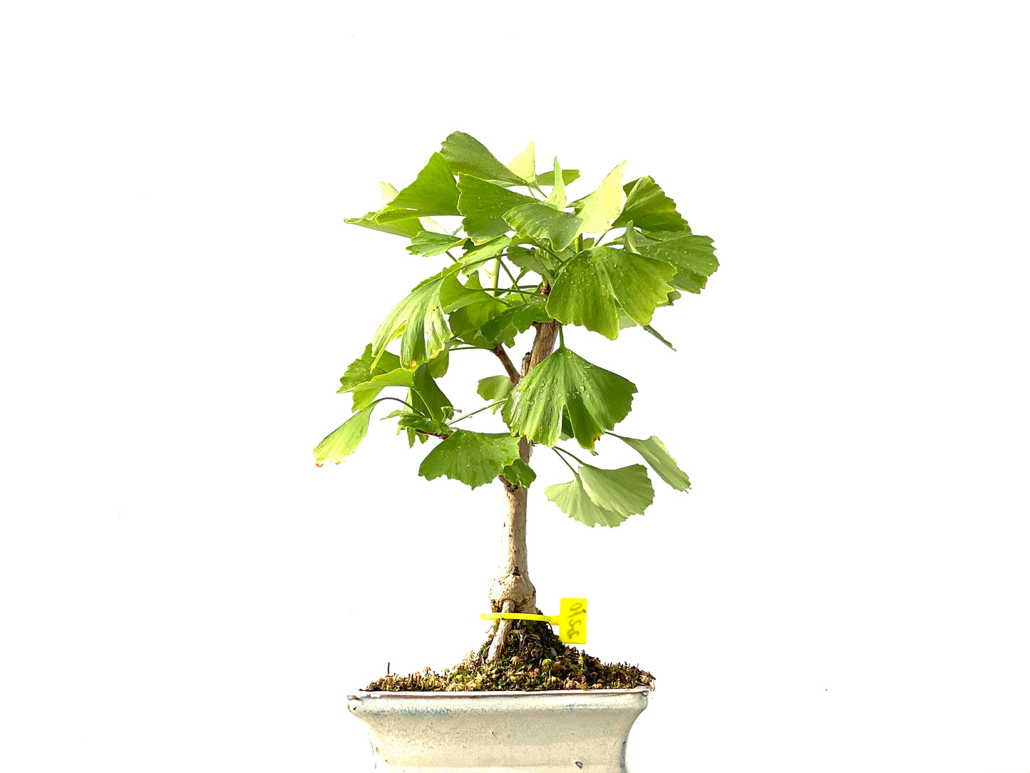 Ginkgo Biloba 2210