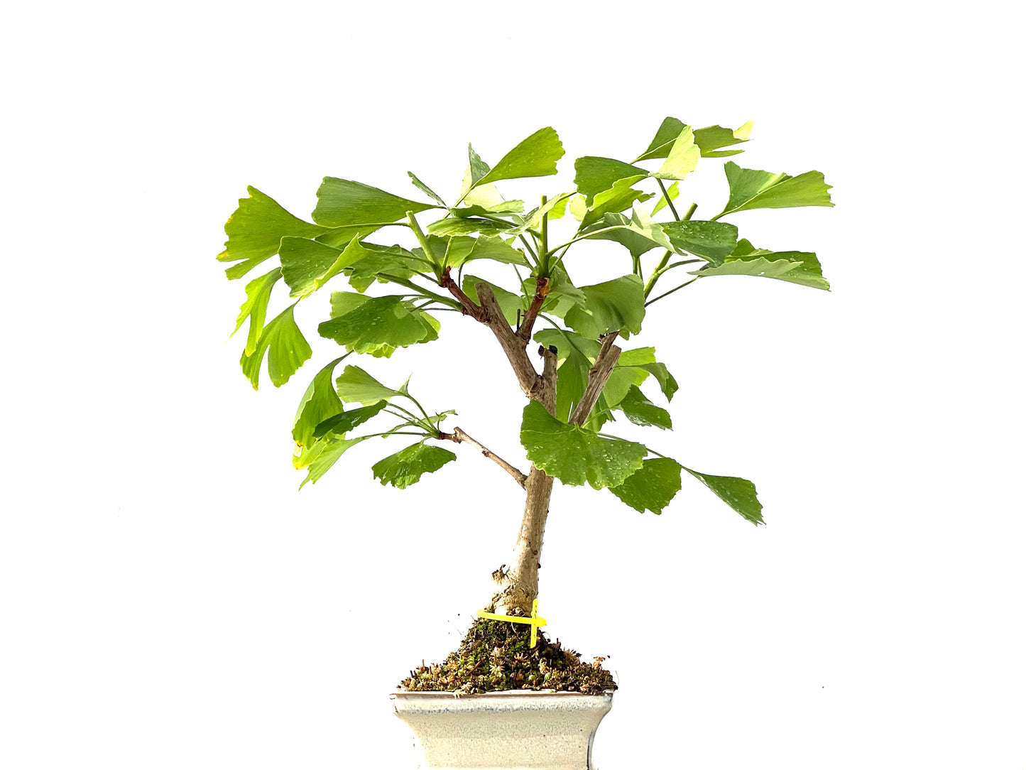 Ginkgo Biloba 2210