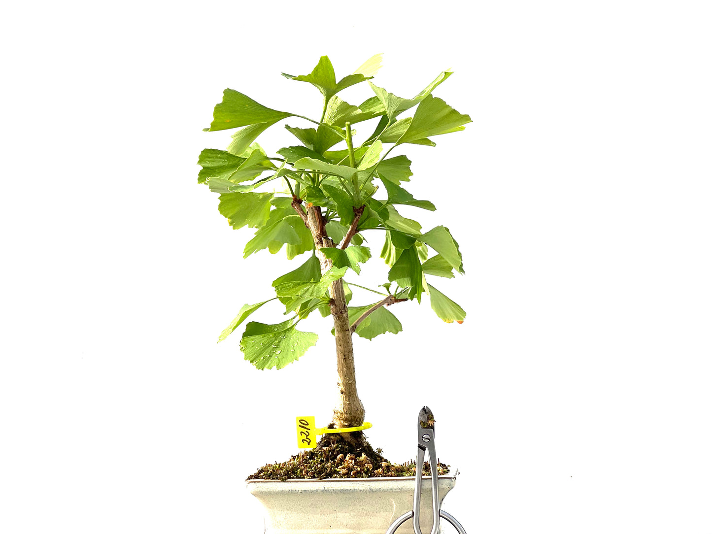 Ginkgo Biloba 2210
