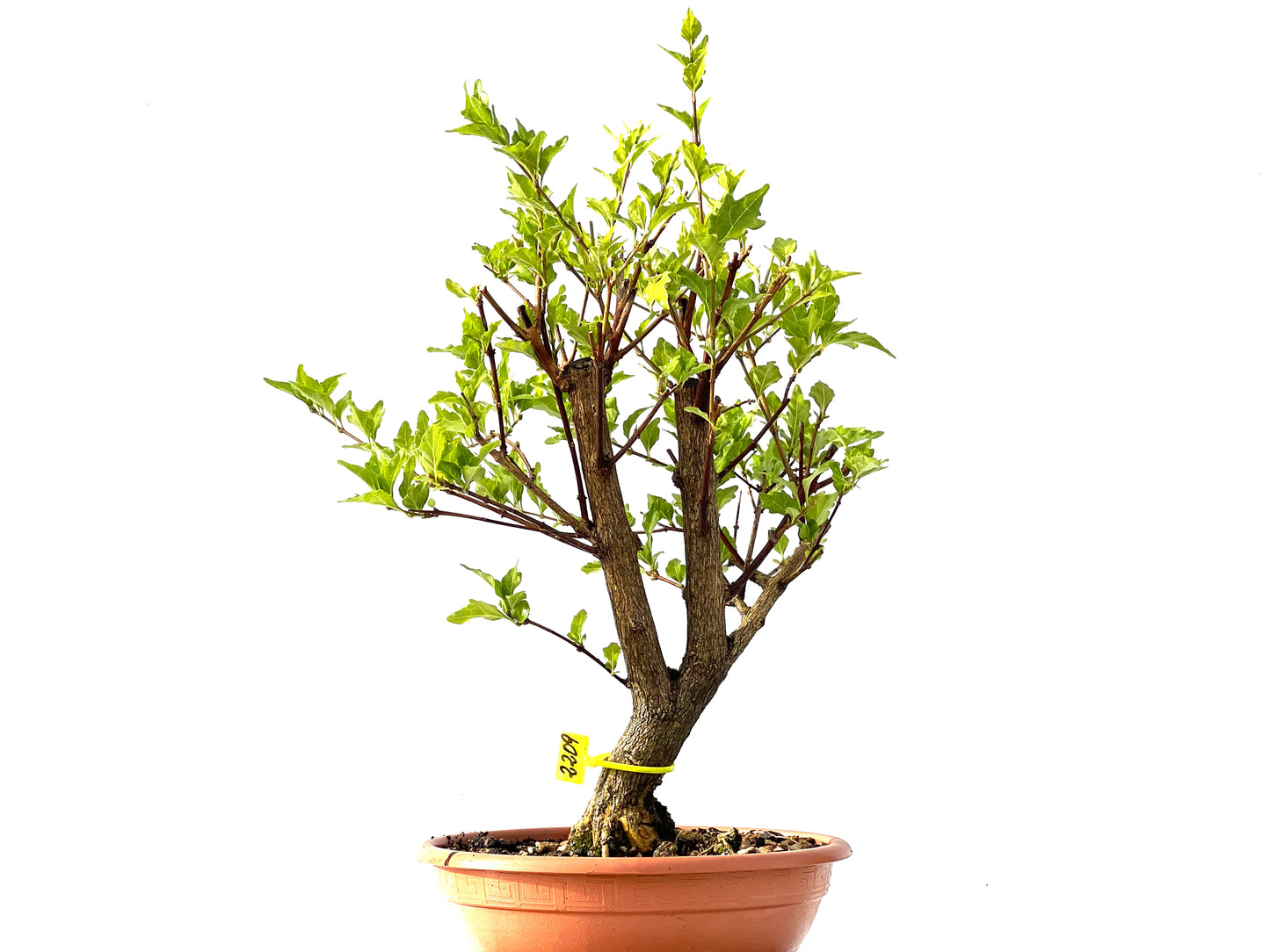Premna Japonica 2209