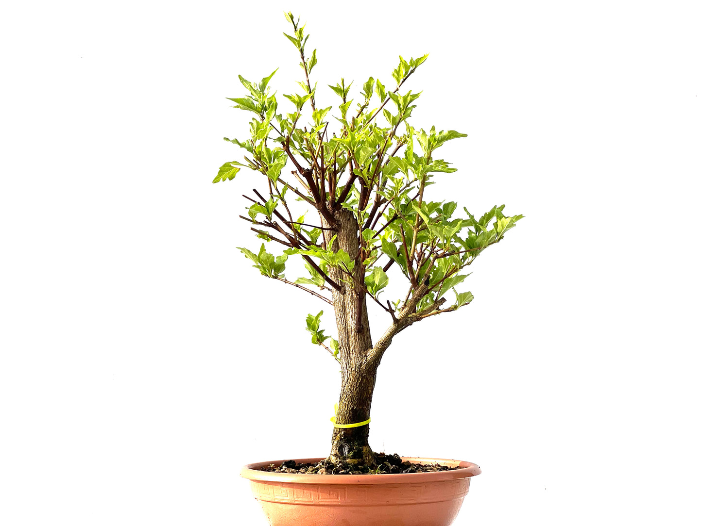 Premna Japonica 2209
