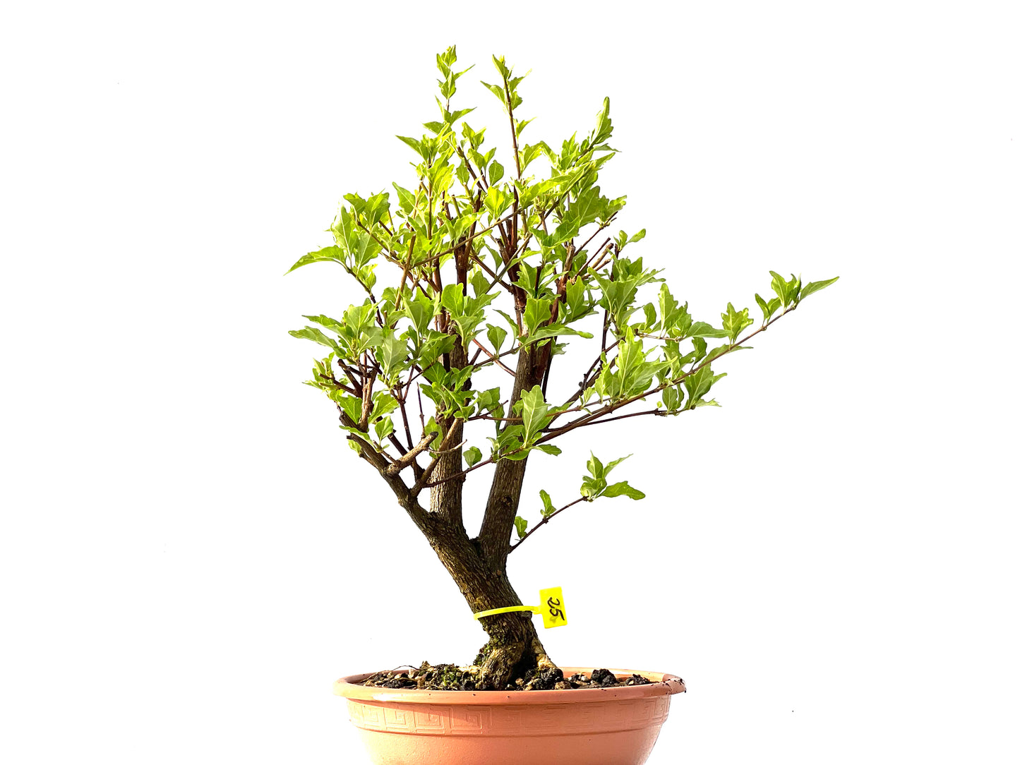 Premna Japonica 2209