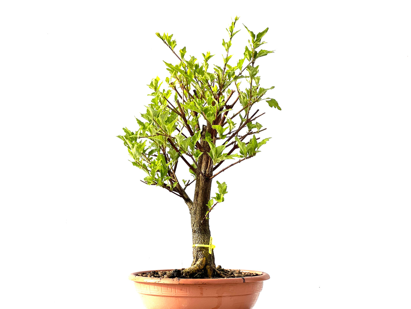 Premna Japonica 2209