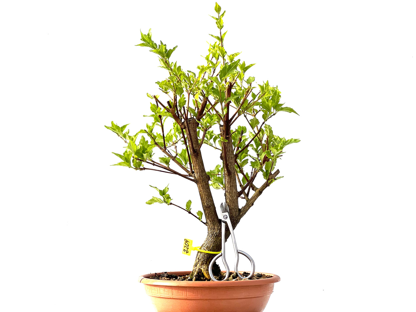Premna Japonica 2209