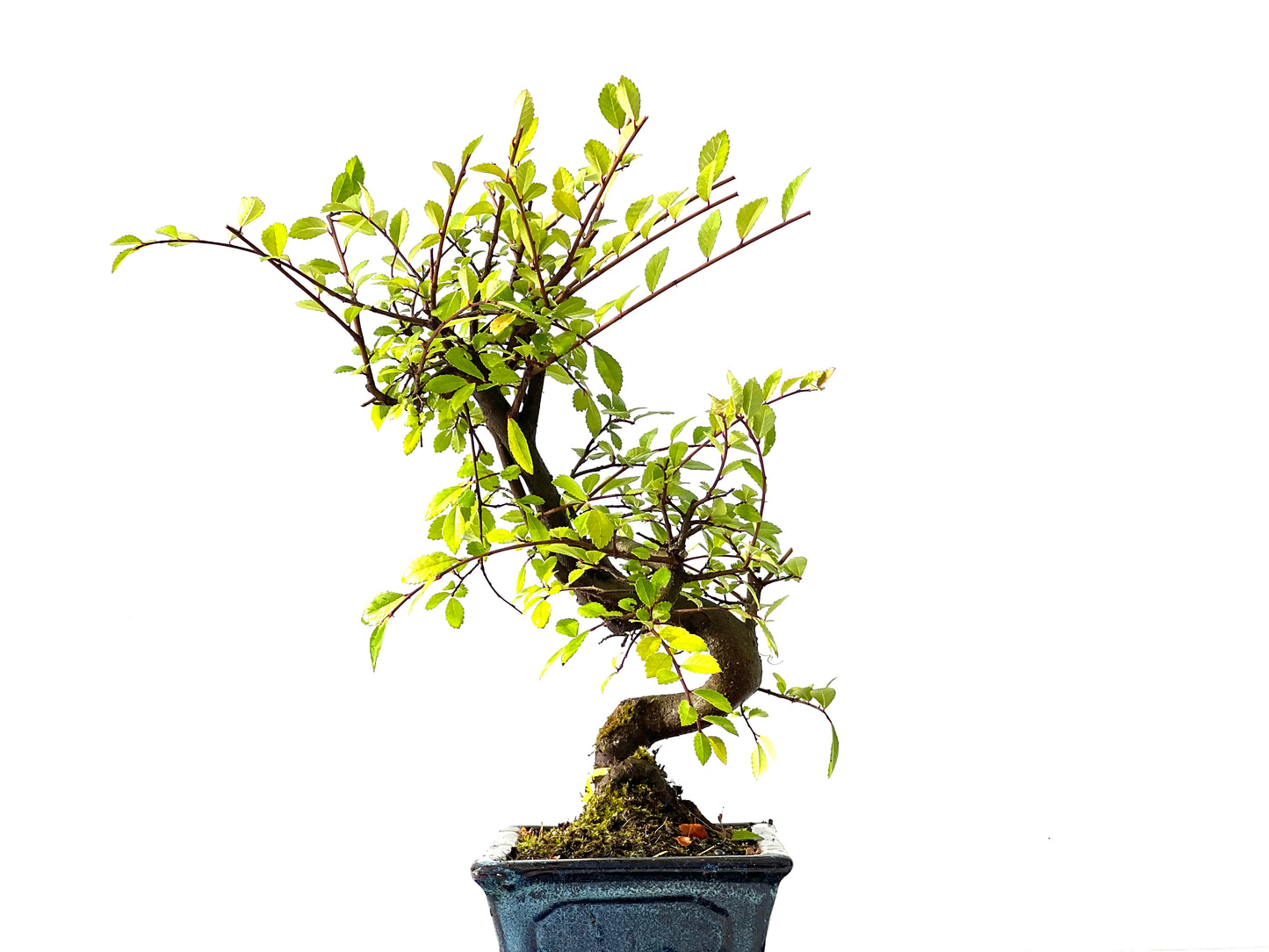 Ulmus Parvifolia 2216
