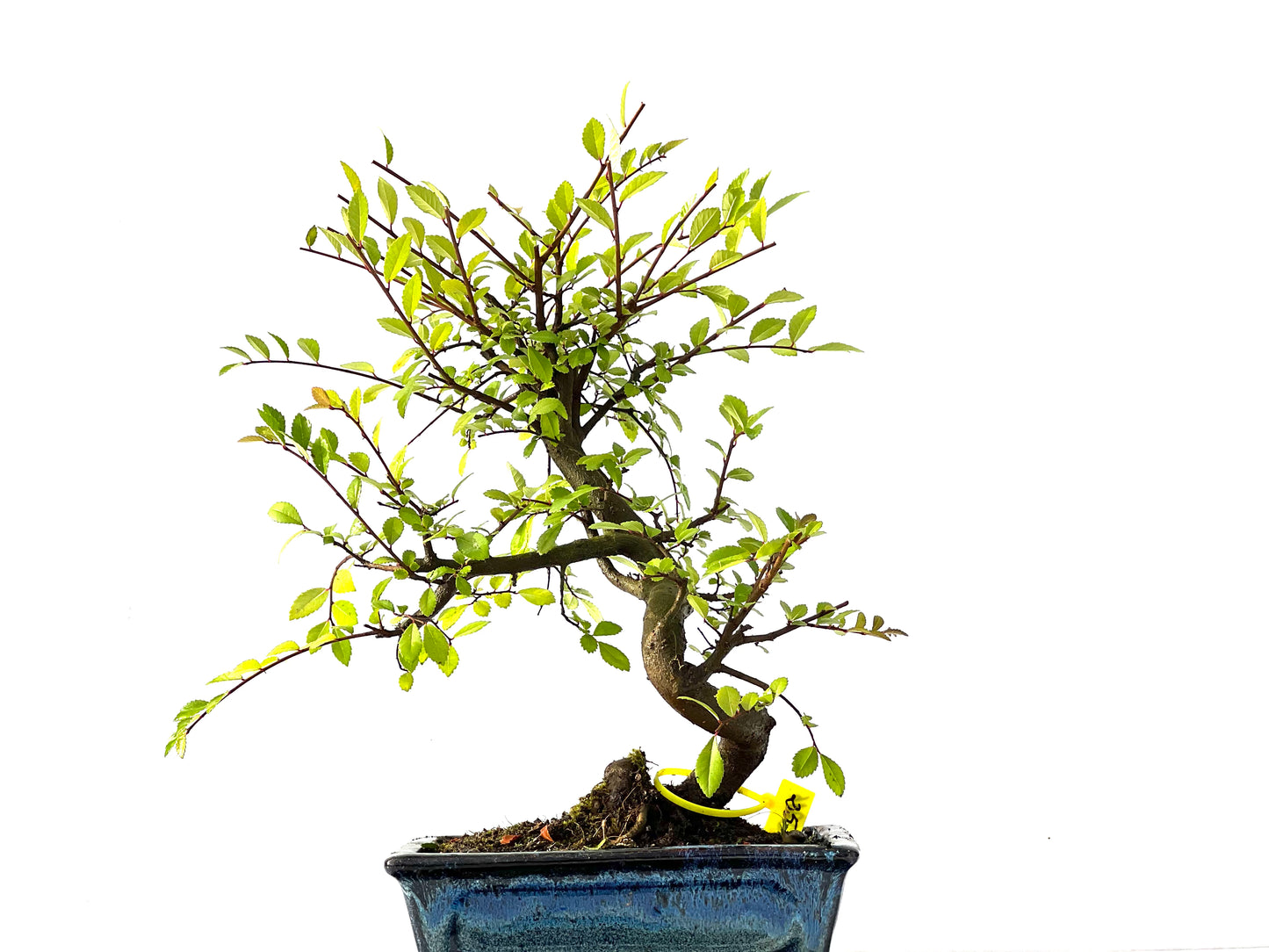 Ulmus Parvifolia 2216
