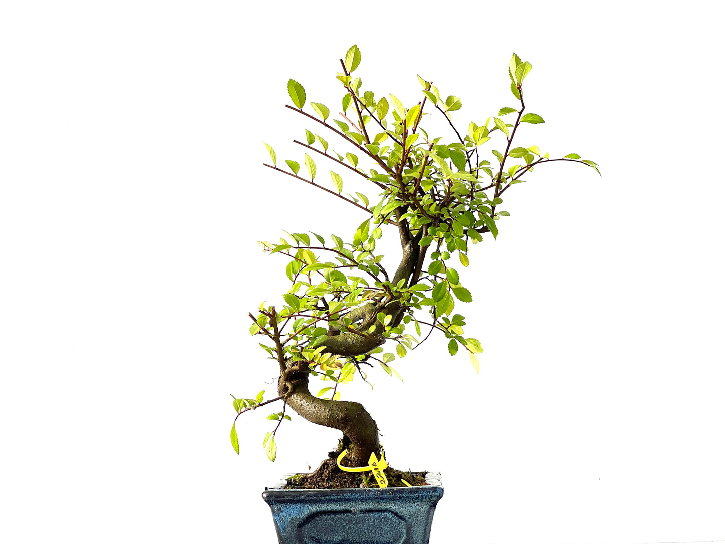 Ulmus Parvifolia 2216