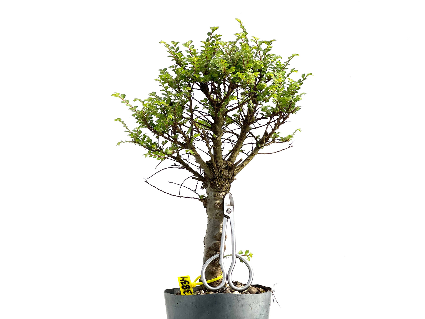 Ulmus Hokkaido 3834