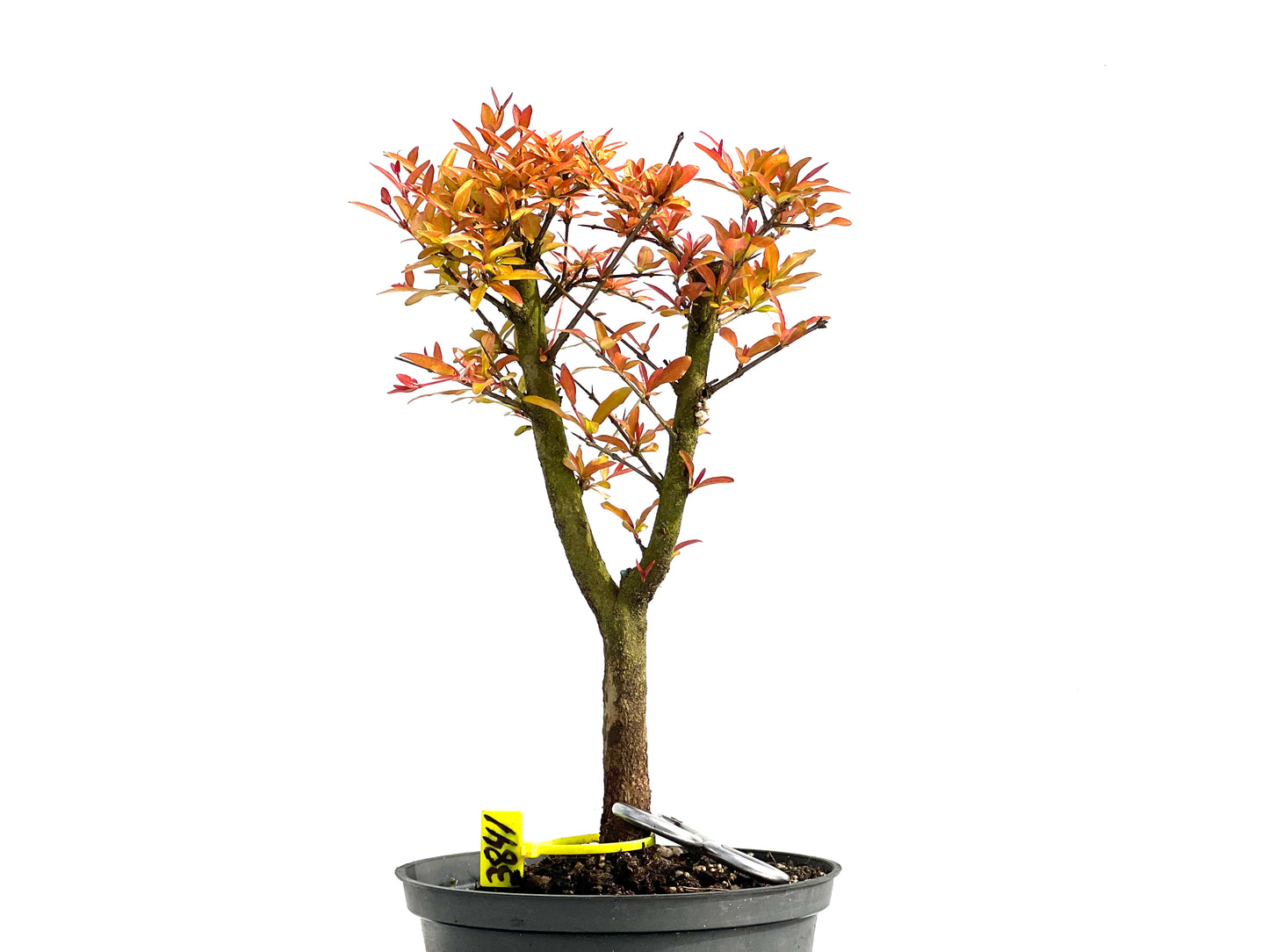 Punica Granatum Nana 3841