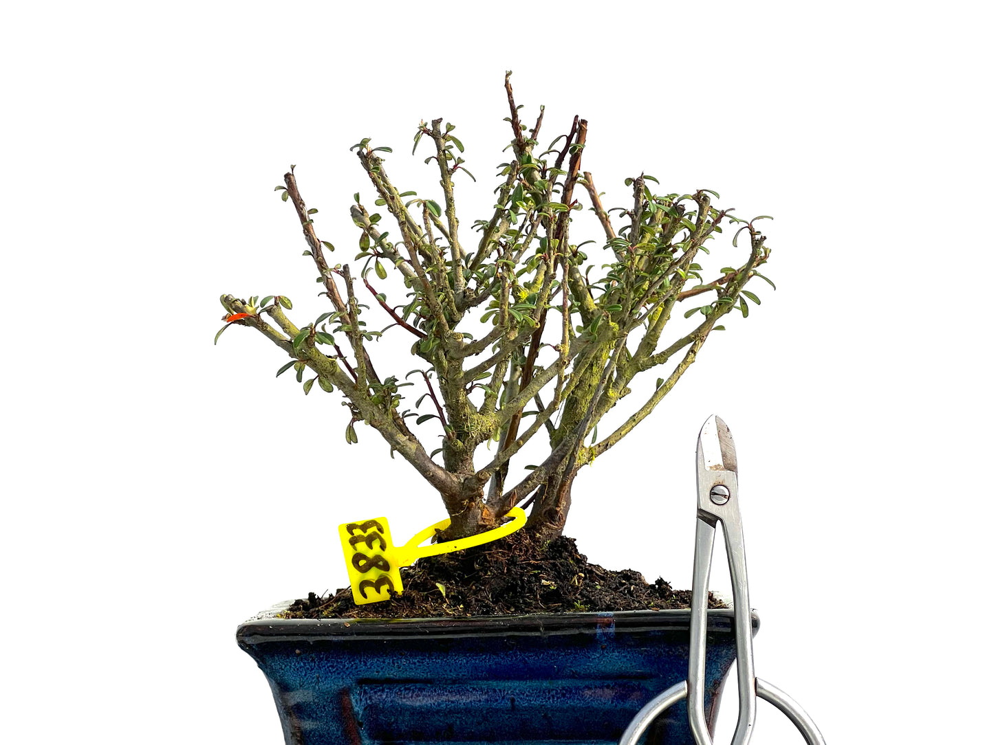 Cotoneaster Microphylla 3833