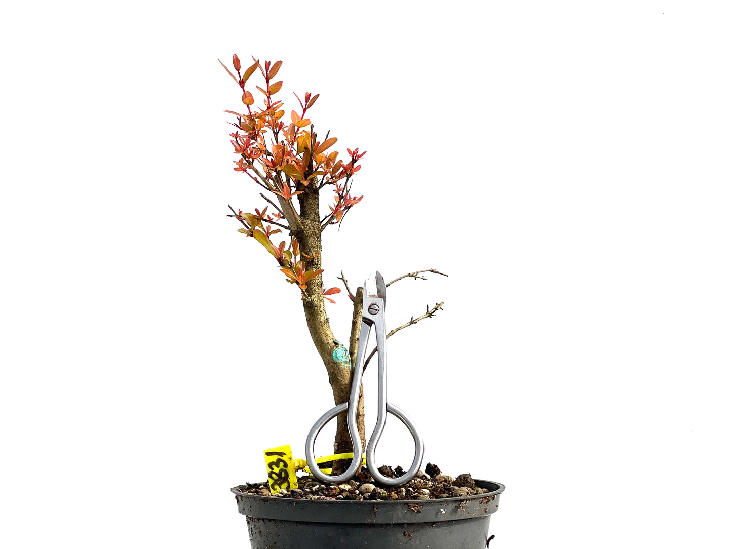 Punica Granatum Nana 3831