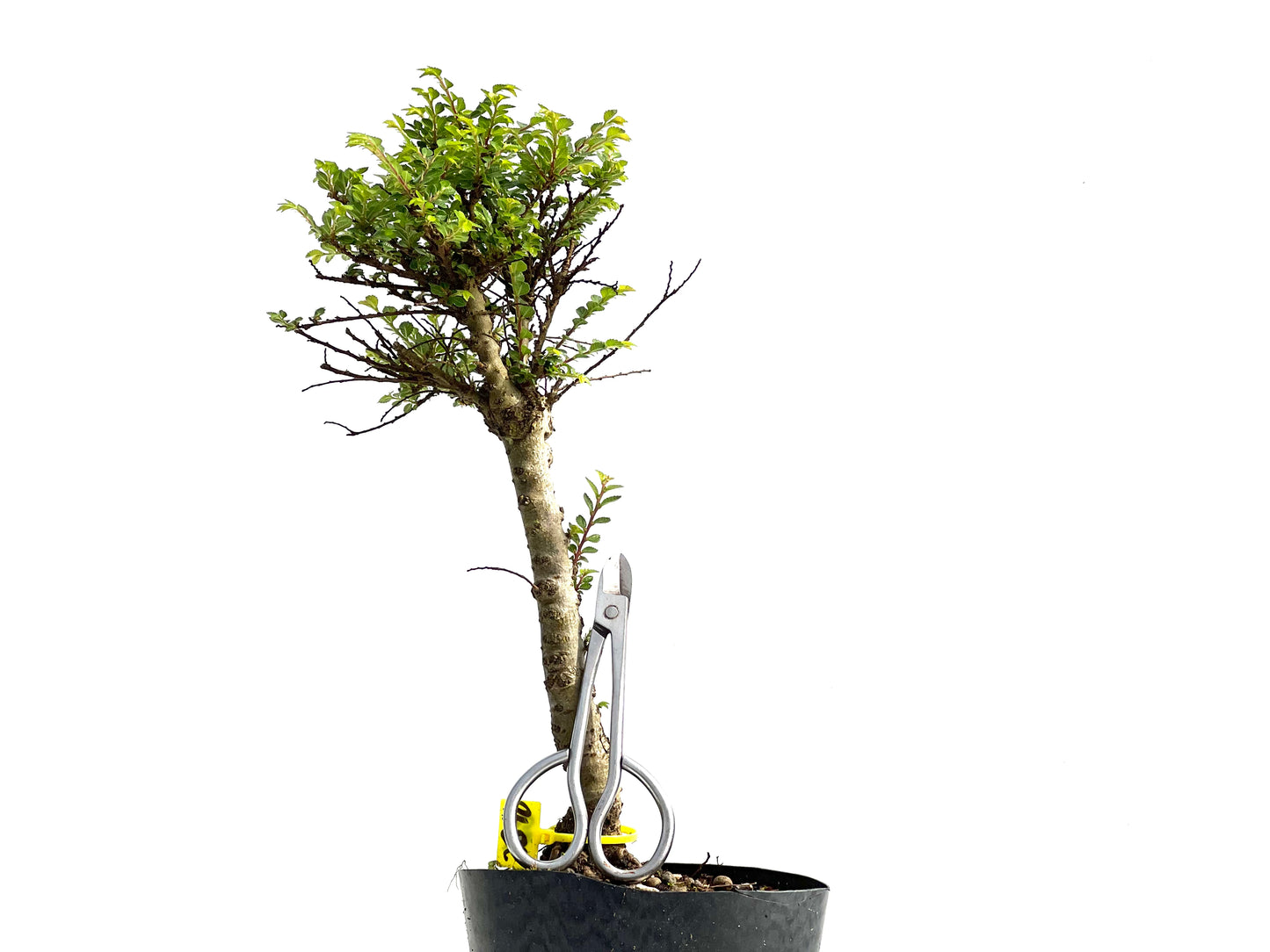 Ulmus Hokkaido 3840