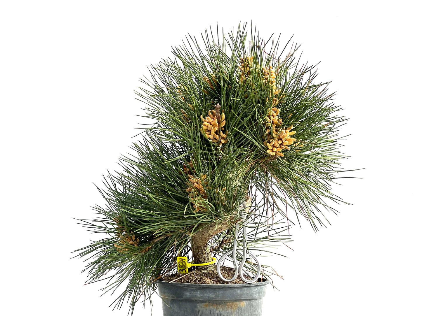 Pinus Thunbergii 3839