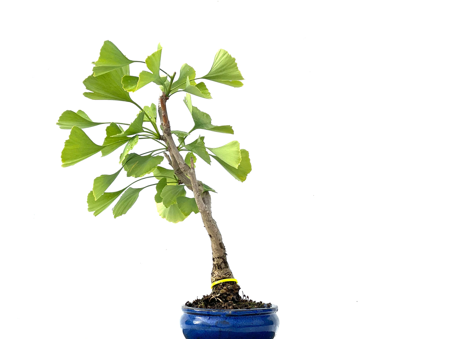 Ginkgo Biloba 2234