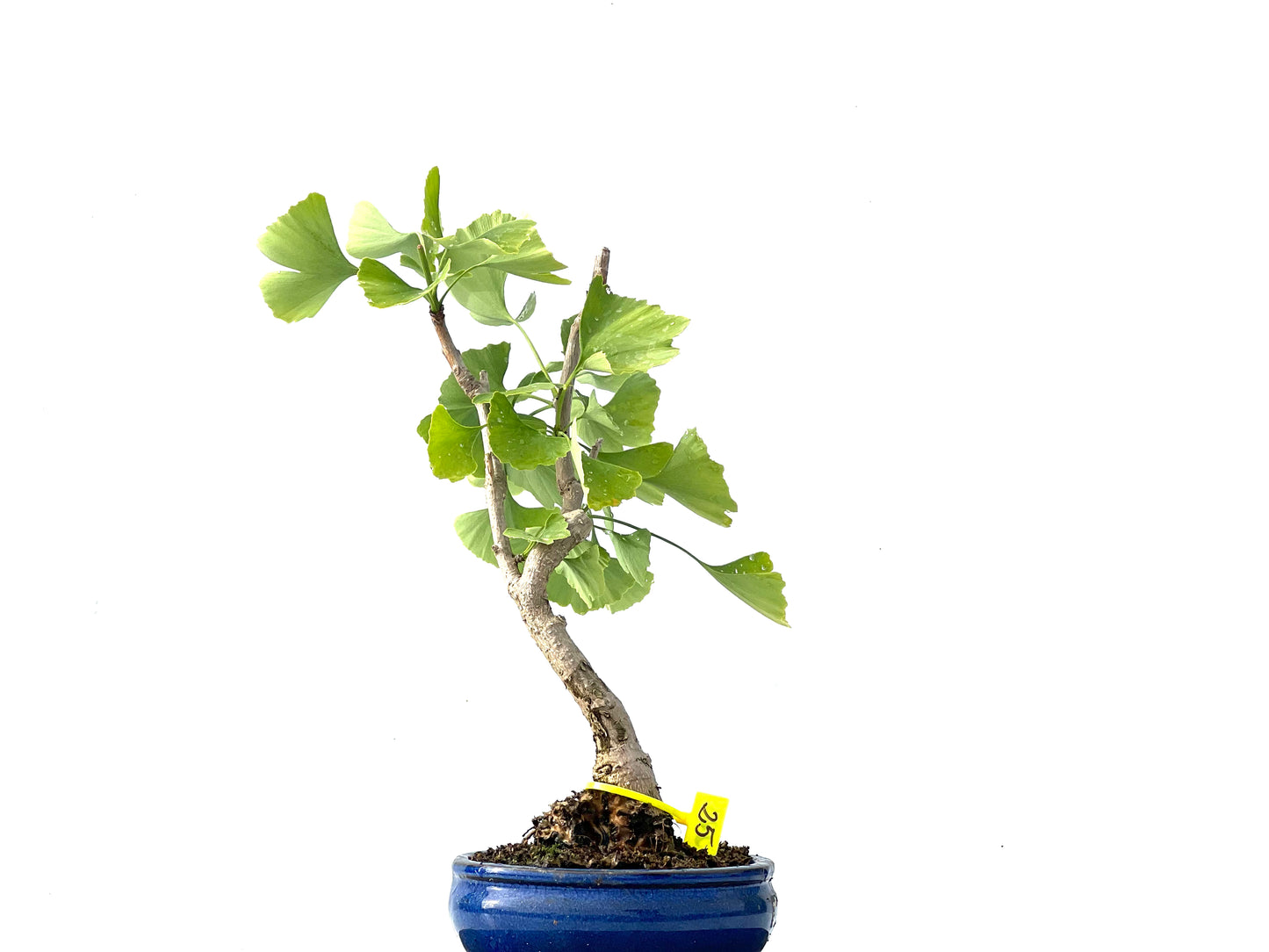 Ginkgo Biloba 2234