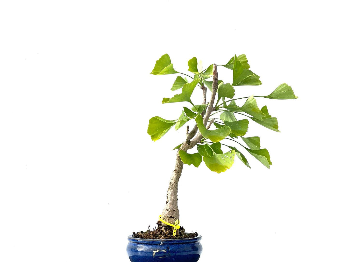 Ginkgo Biloba 2234