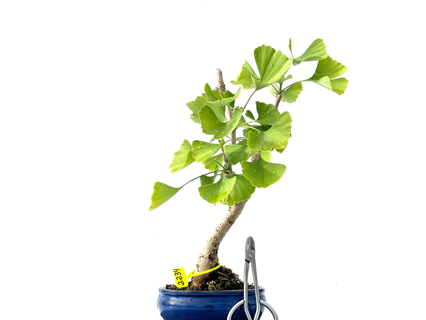 Ginkgo Biloba 2234