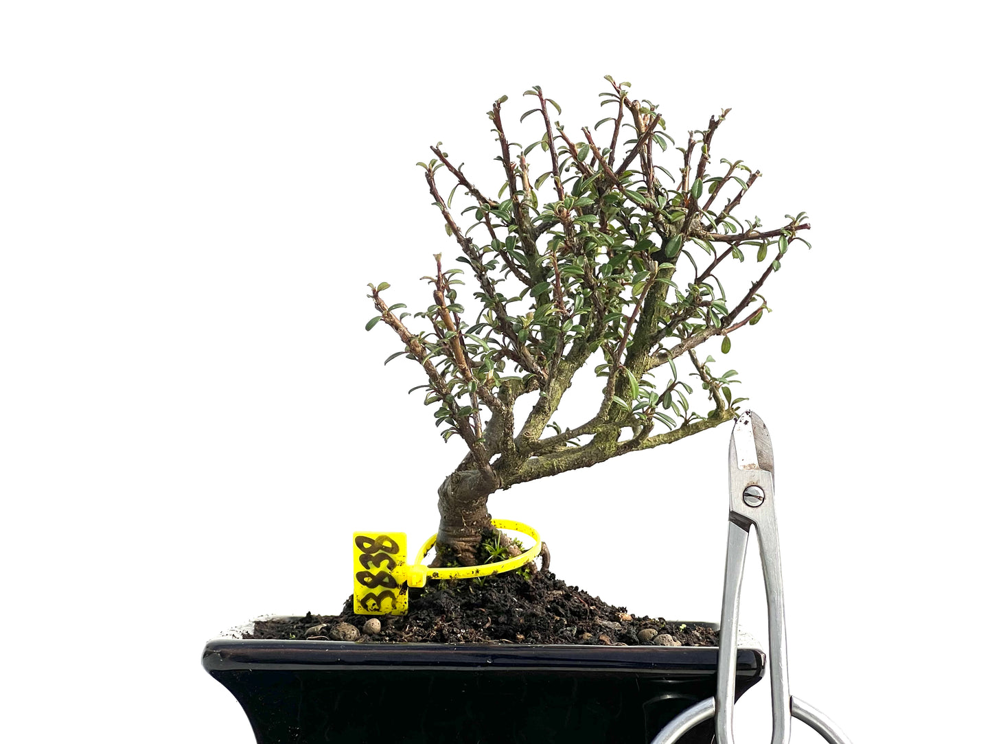 Cotoneaster Microphylla 3838